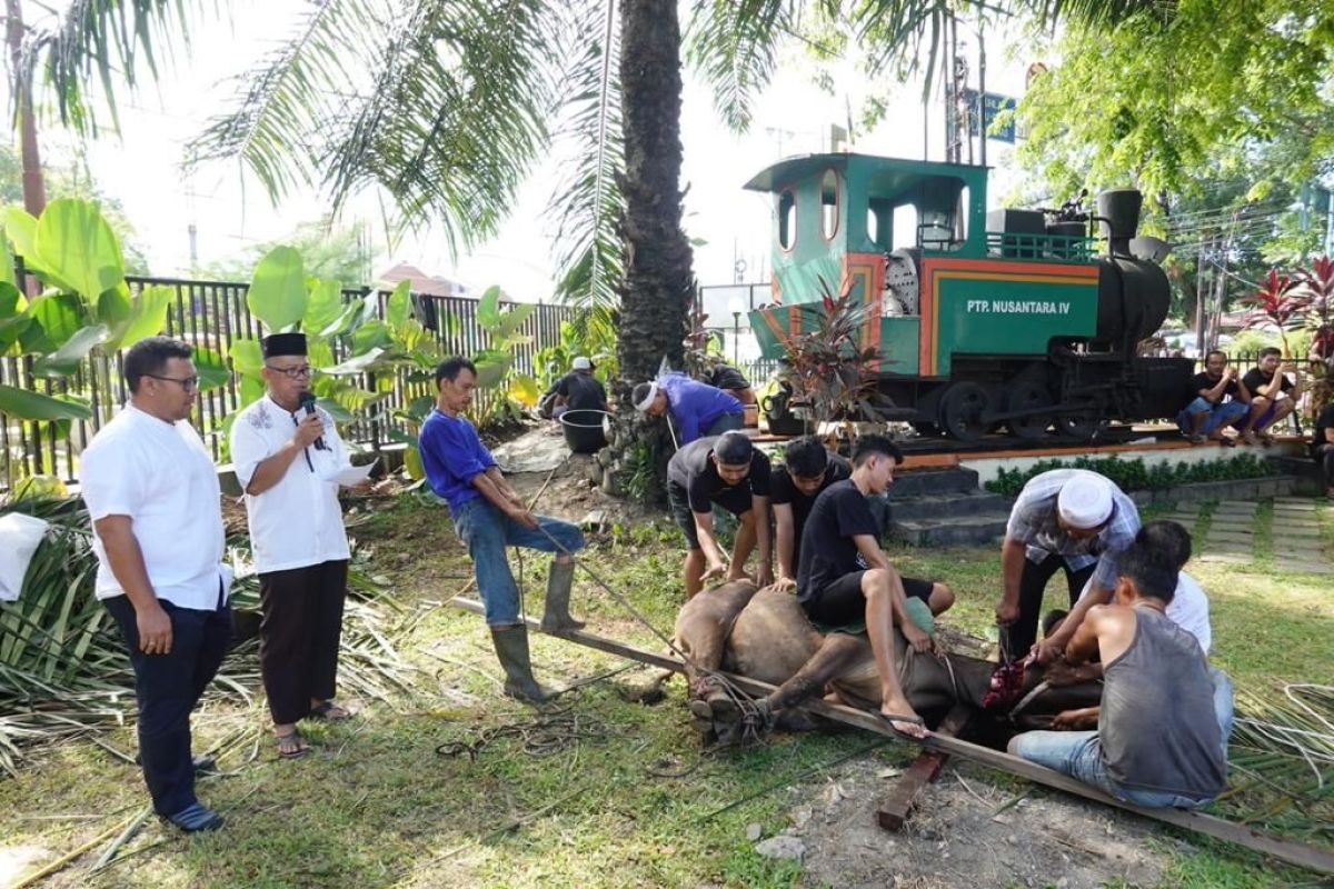 Rayakan Idul Adha, PTPN IV sembelih 657 ekor hewan kurban