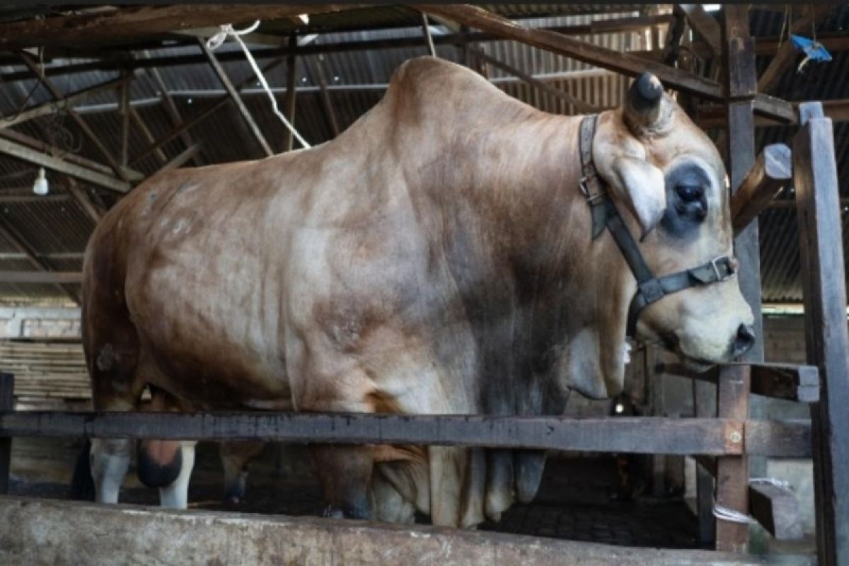 The Clinic Beautylosophy Medan kurban sapi brahman seberat 1,3 ton