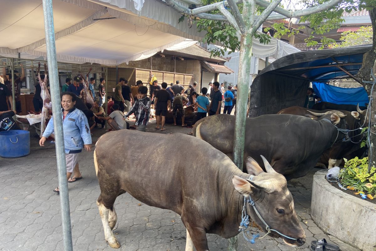 Jumlah hewan kurban Idul Adha LDII Bali naik 15 persen
