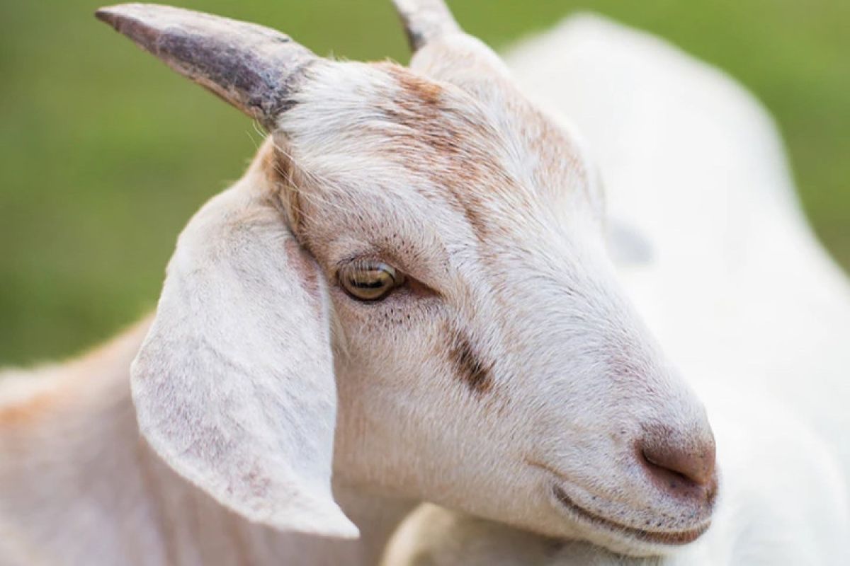Lima kandungan nutrisi dalam daging kambing yang baik untuk tubuh