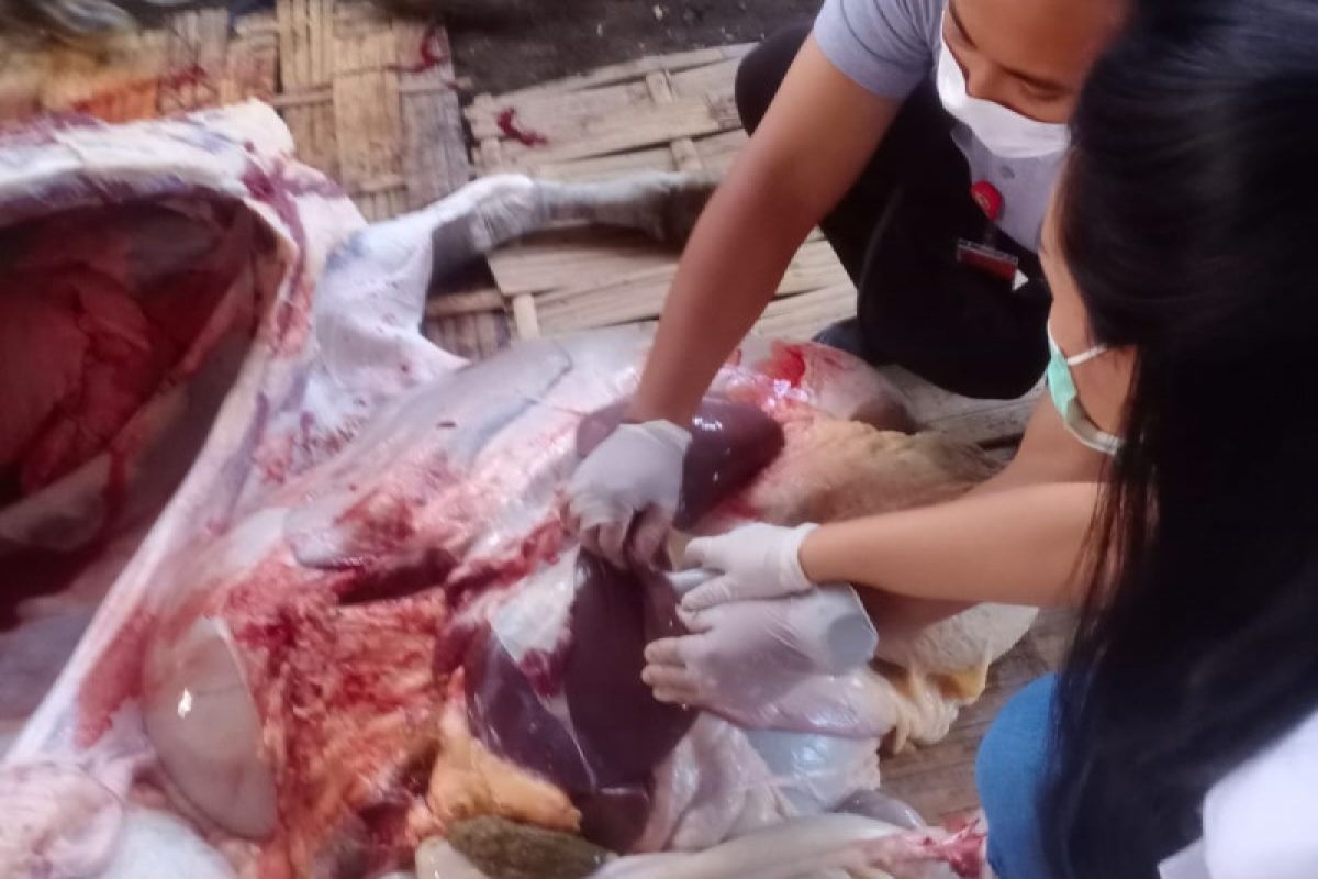 Pemkot Denpasar terjunkan petugas periksa hewan kurban di 145 lokasi penyembelihan