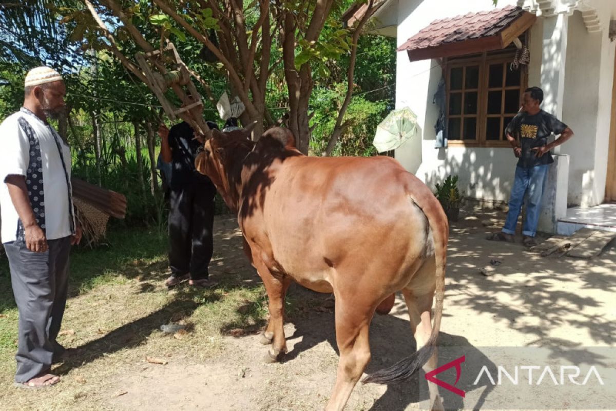 Dewan Dakwah salurkan 92 ekor hewan kurban ke pedalaman Aceh