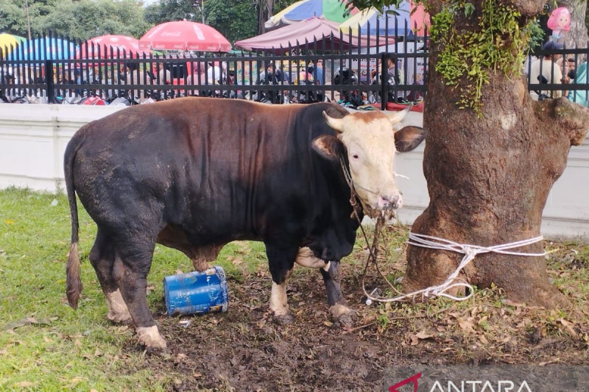 Sultan Deli XIV sebut delapan ekor hewan kurban di Masjid Raya Medan