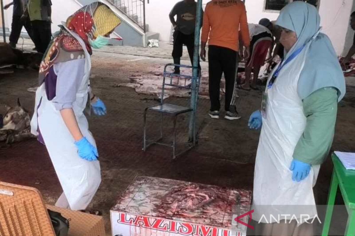 Pengawas pemotongan hewan kurban temukan sejumlah sapi terinfeksi cacing hati
