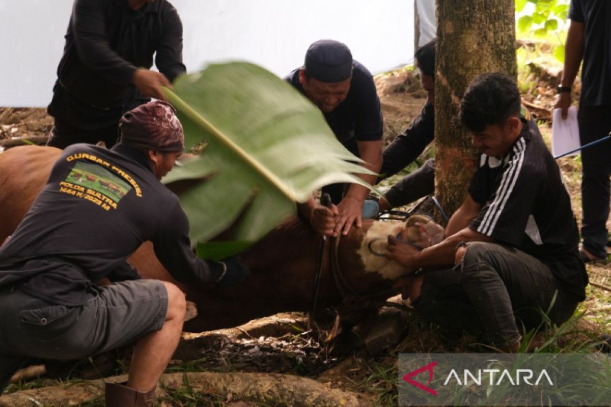 Polda Sulawesi Tenggara sembelih 128 ekor sapi kurban saat Idul Adha 1444 H