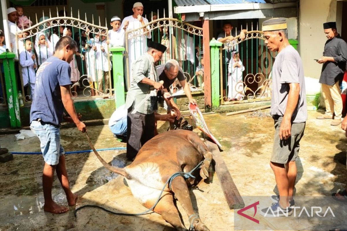 Polresta Ambon sembelih 10 ekor hewan kurban pada  Idul Adha 1444 H