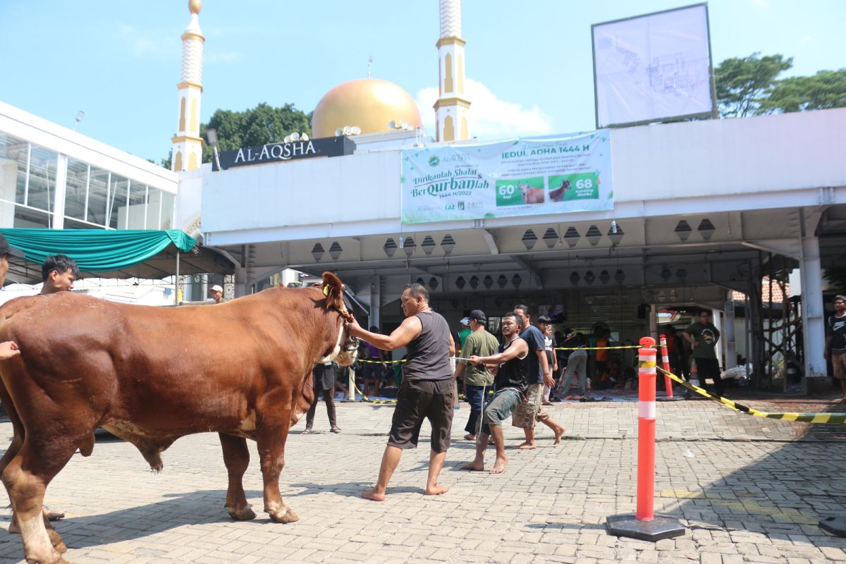 Masjid Al Aqsha BSD kurban 61 sapi dan 72 kambing