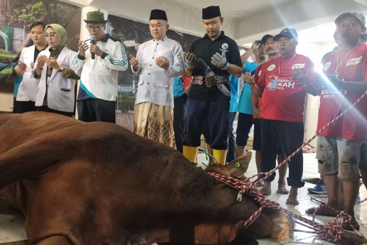 Masjid Al Akbar distribusikan daging sapi kurban milik Jokowi