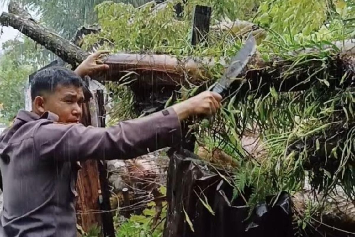 Polisi bantu tangani rumah warga tertimpa pohon di Padang
