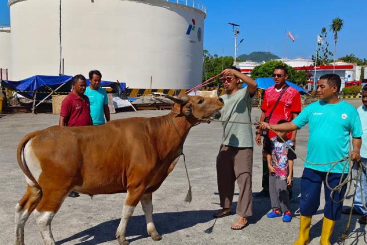 Pertamina  Patra Niaga Papua Maluku salurkan 110 ekor hewan kurban