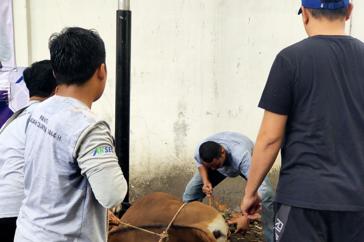 Bank Kalsel kembali bantu Setwan dan Press Room sapi korban