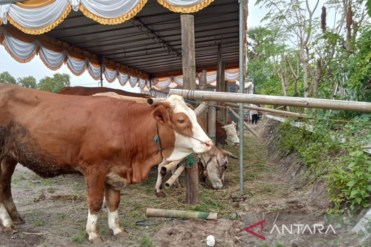 Bantul Yogyakarta galakkan program kawin suntik tingkatkan populasi ternak