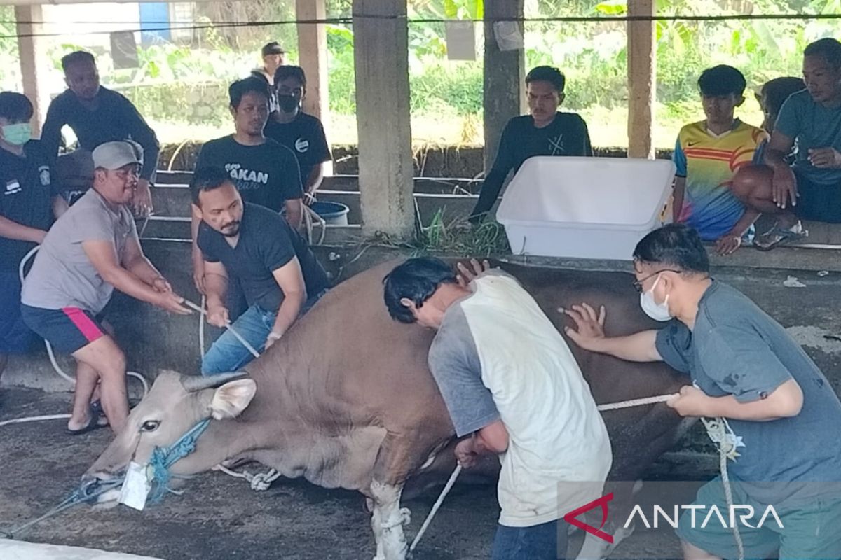 Warga LDII sembelih 43.493 hewan kurban pada Idul Adha 1444 Hijriah