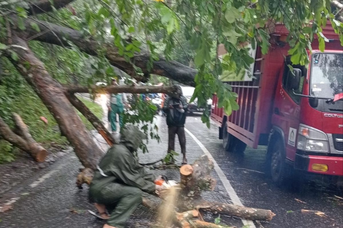 BPBD ingatkan warga waspada longsor dan pohon tumbang di lintas barat selatan Aceh