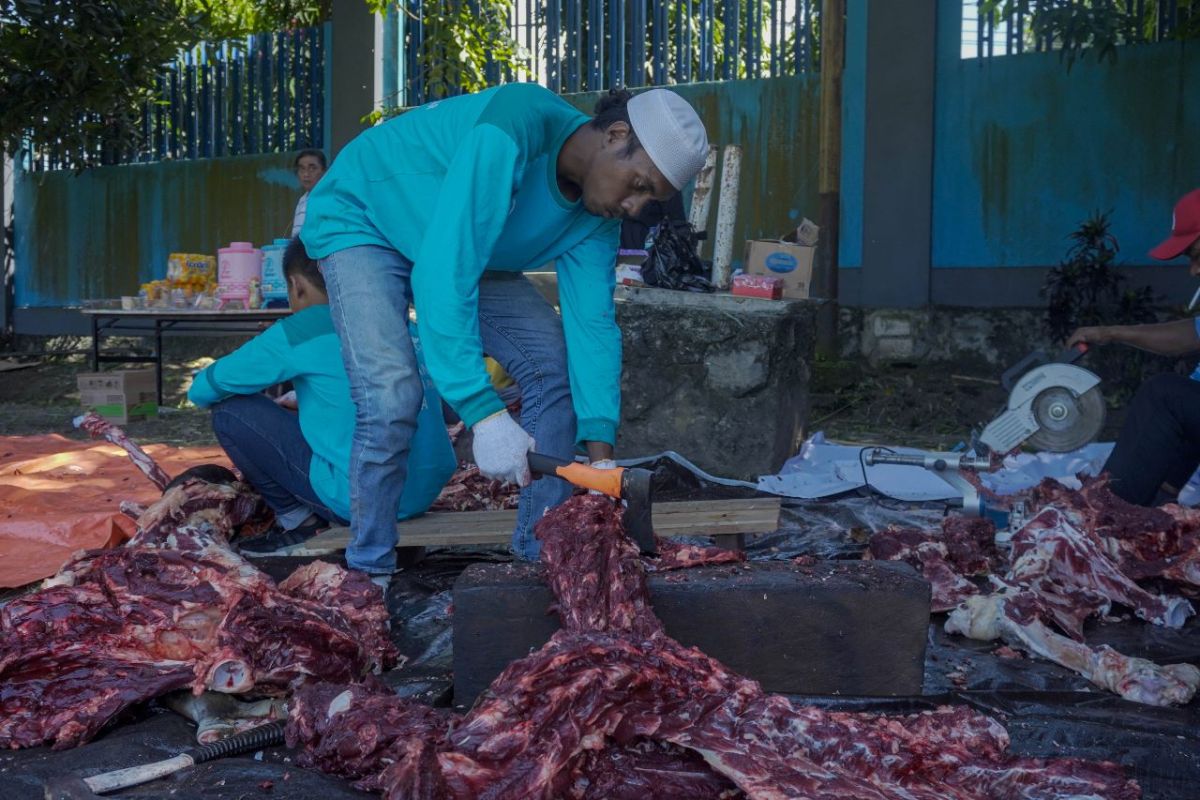 PT PLN Papua salurkan 35 hewan kurban ke 2.210 penerima manfaat