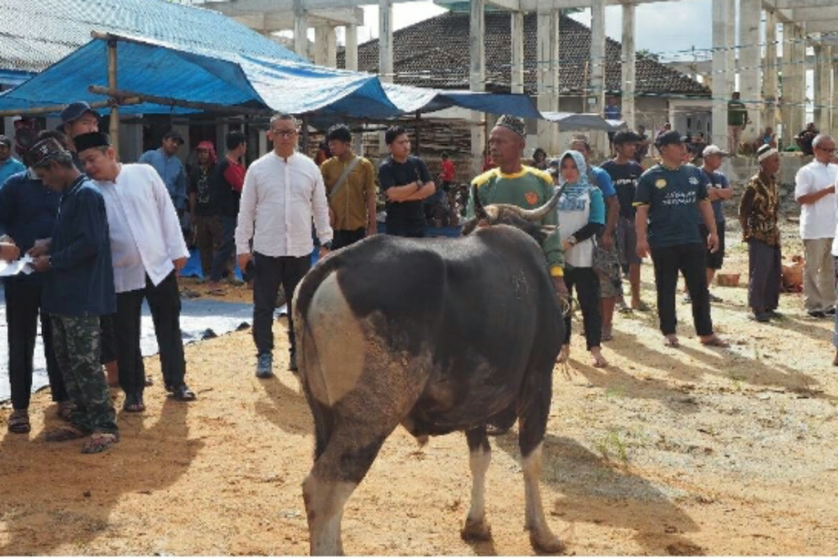 Otorita IKN berdayakan peternak lokal untuk hewan kurban