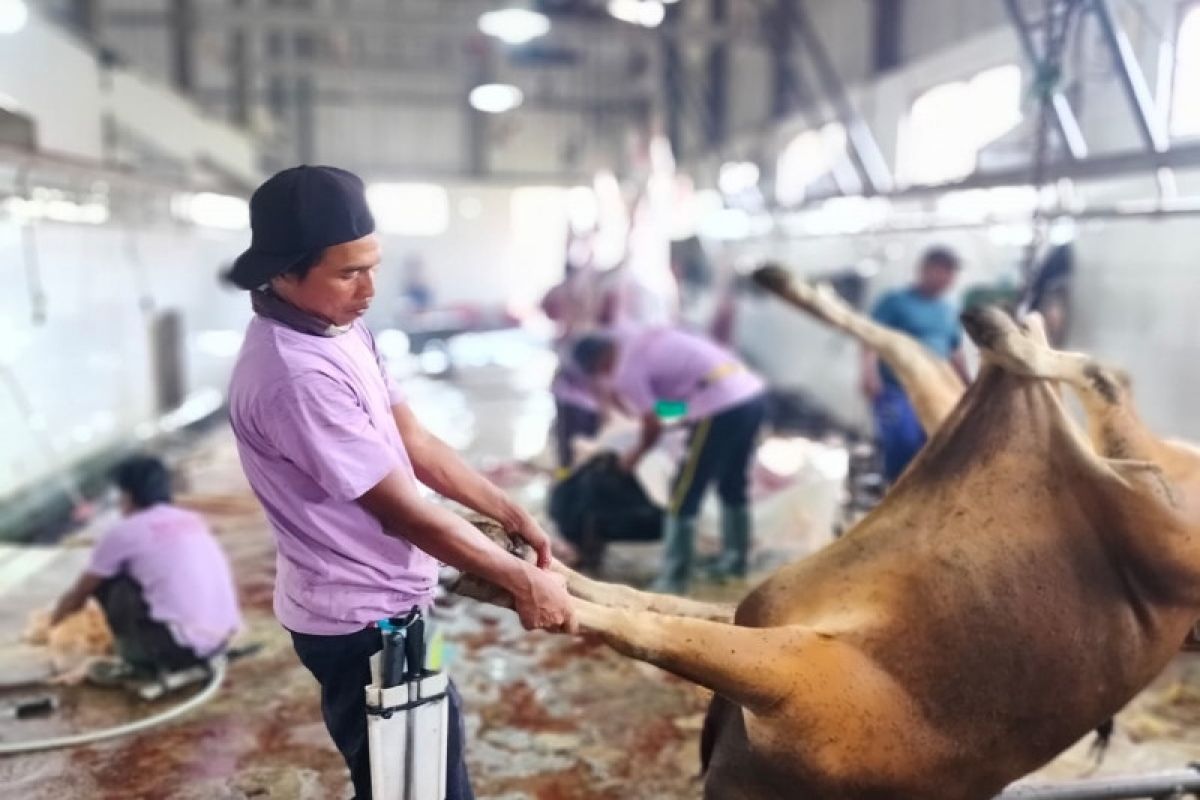 RPH Palangka Raya potong 102 hewan kurban pada Idul Adha