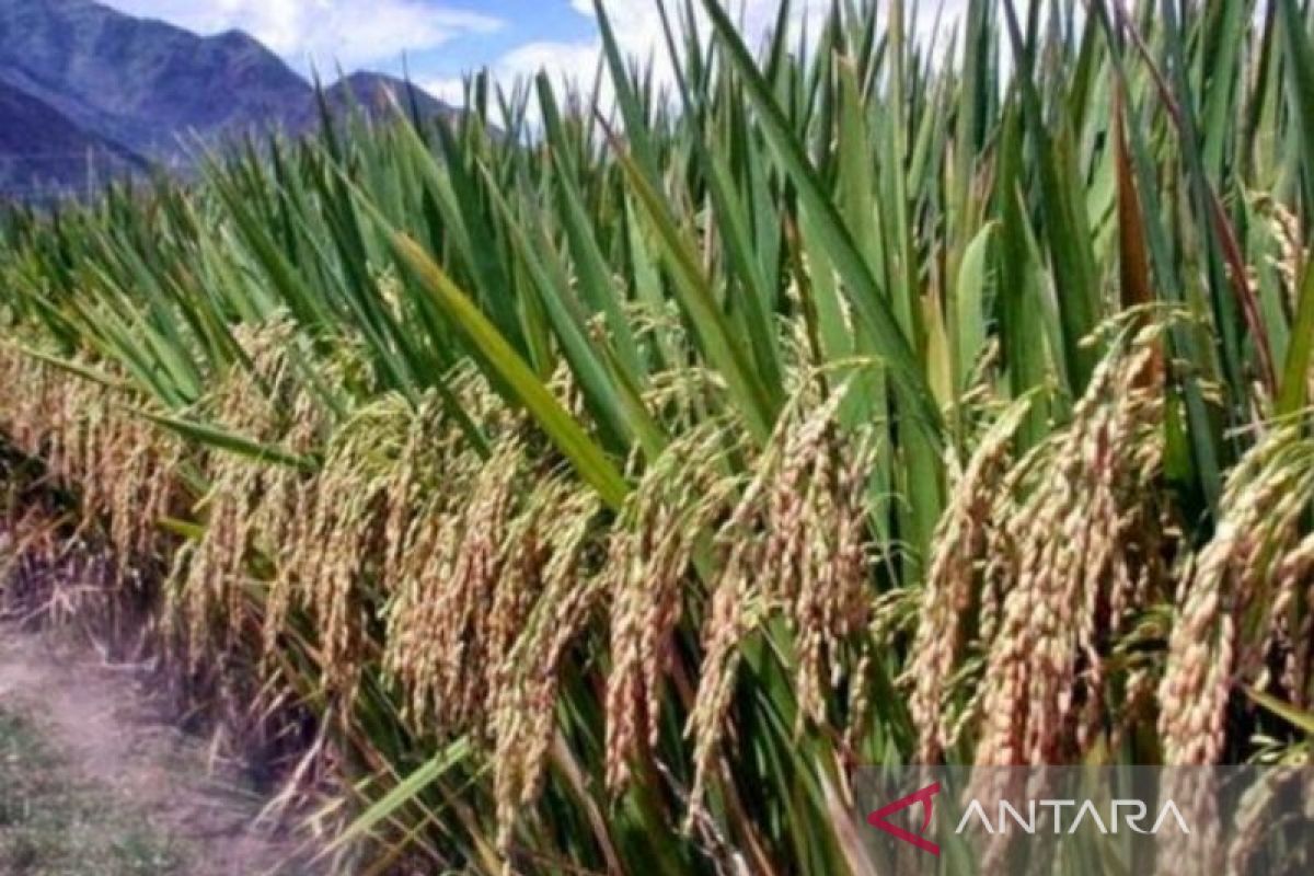 Potensi produksi beras Jambi naik selama empat bulan