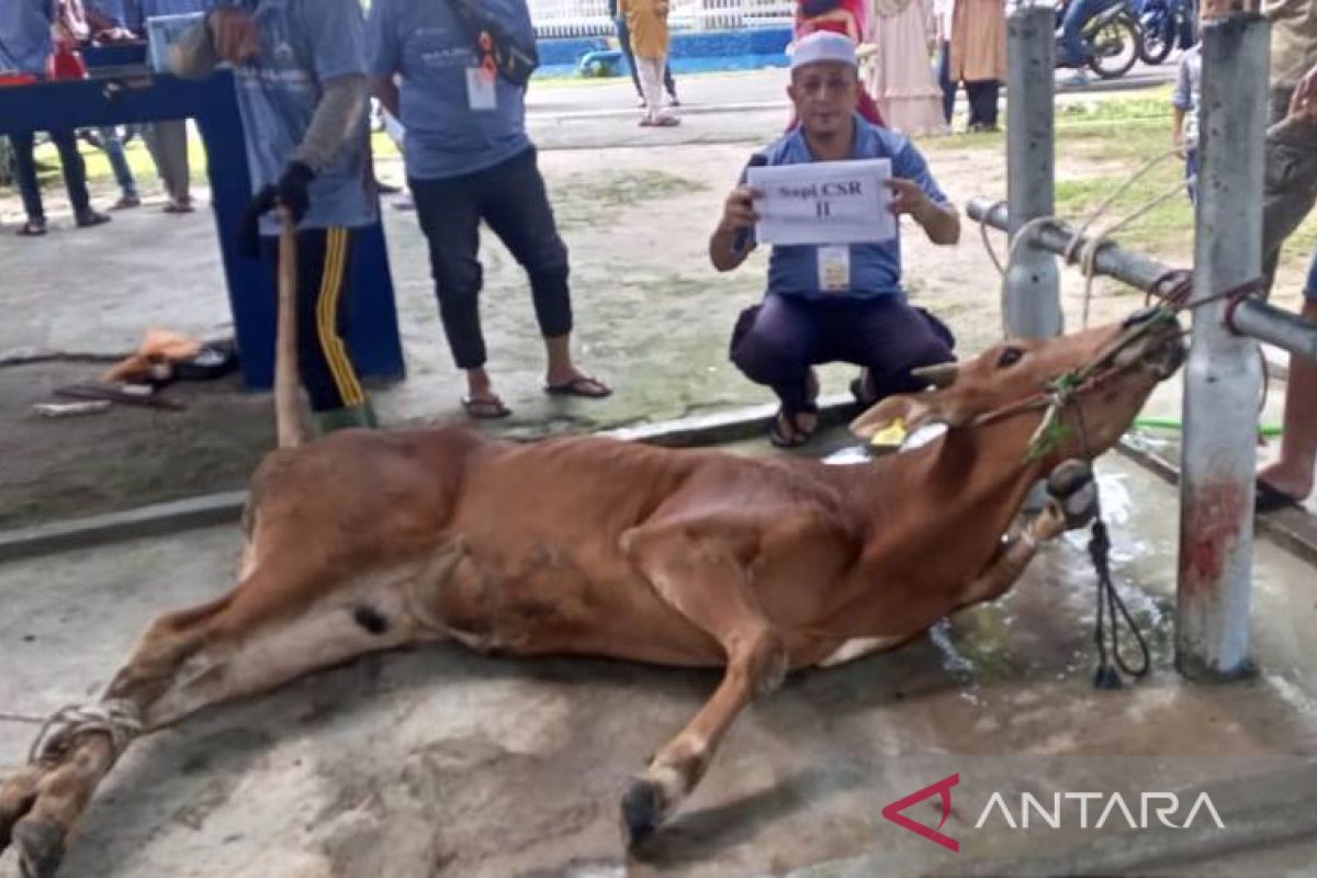 PT Timah potong 8 sapi kurban di Masjid Al Huda Mentok