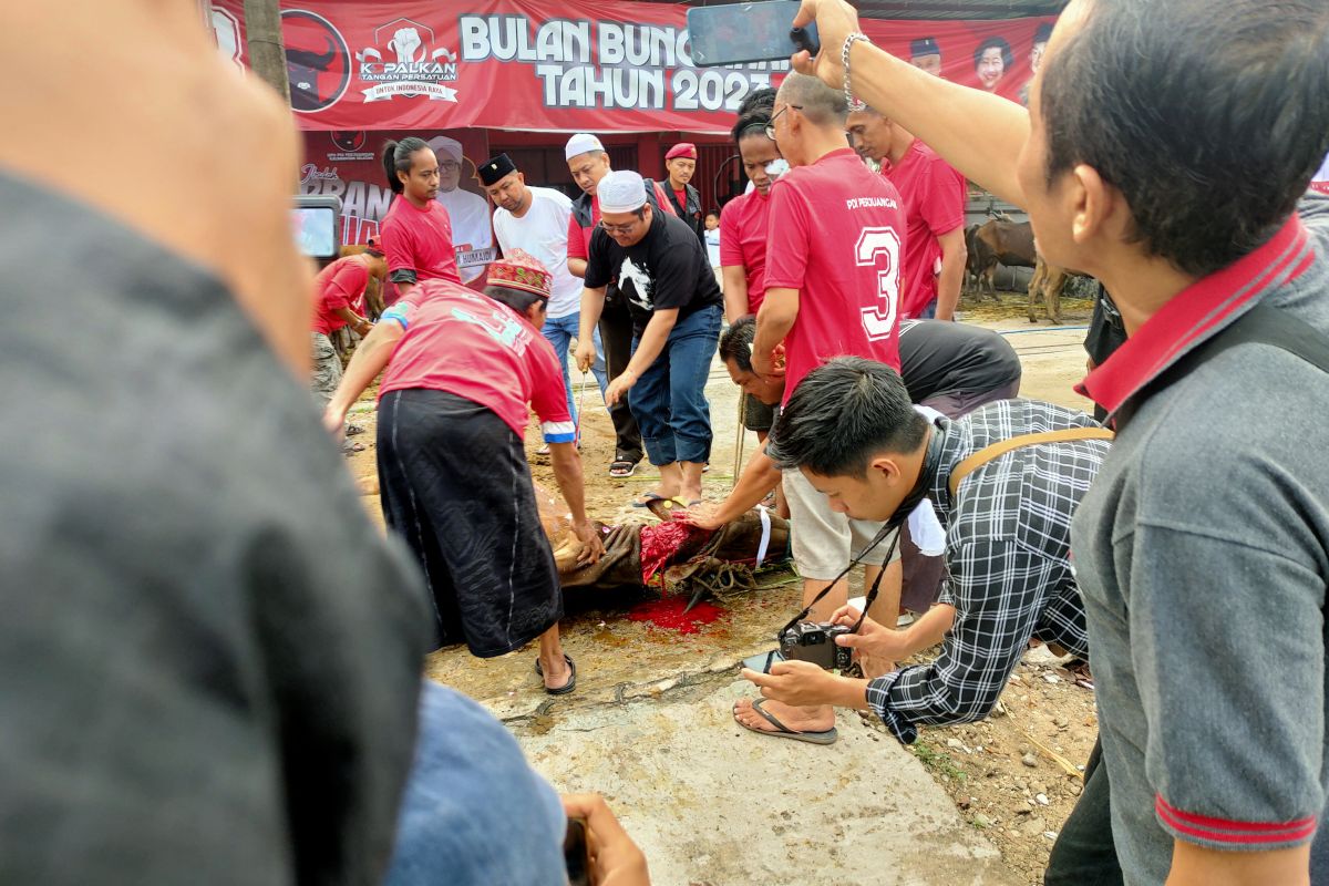 PDI Perjuangan Kalsel sembelih 45 ekor sapi kurban