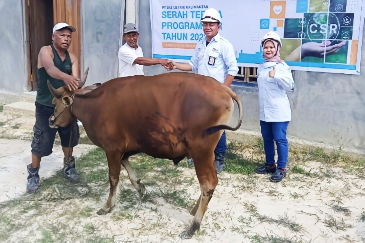 Rayakan Idul Adha, PT SKS Listrik Kalimantan serahkan hewan kurban kepada masyarakat