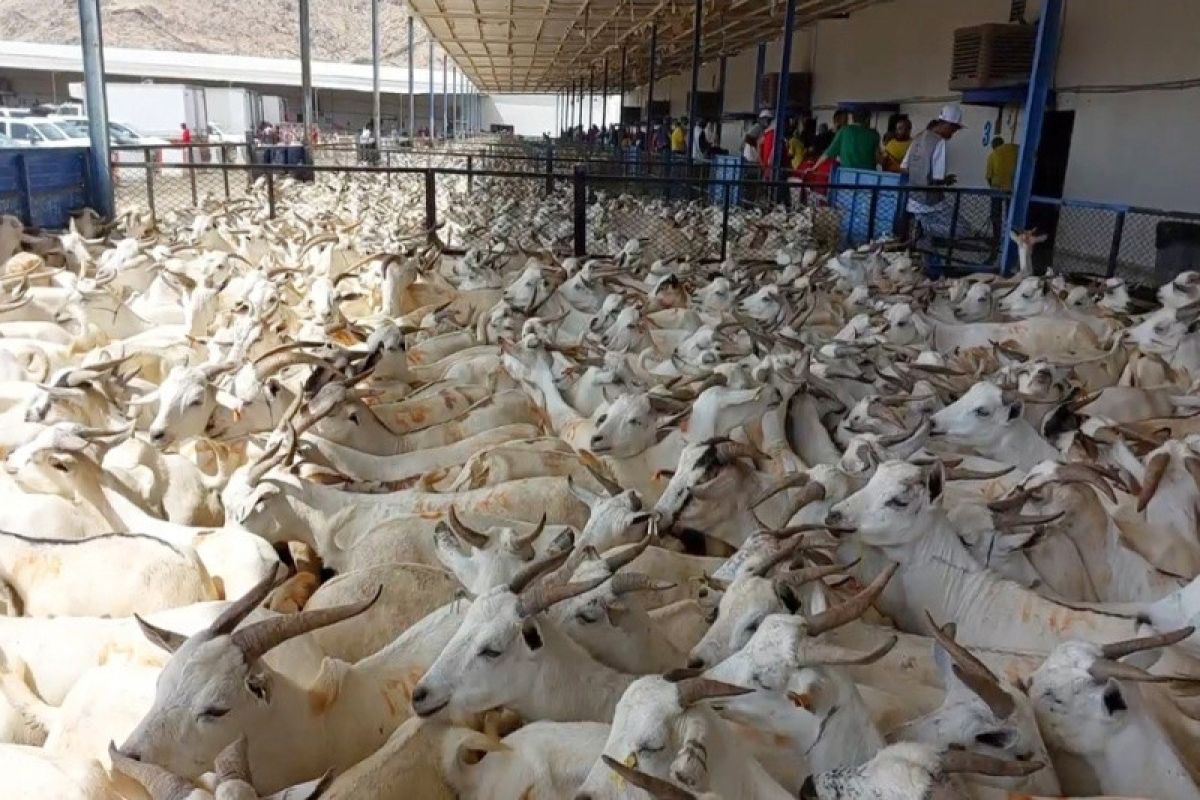 Sebanyak 75 ribu kantong daging kambing dam siap dikirim ke Indonesia