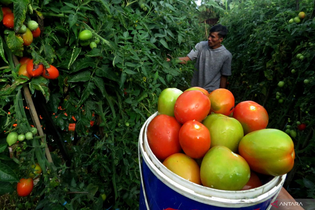 Diet vegetarian bisa menurunkan risiko terkena penyakit kardiovaskular