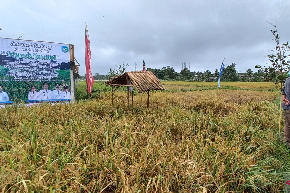 Bangka Tengah dorong peningkatan produksi padi sawah Namang