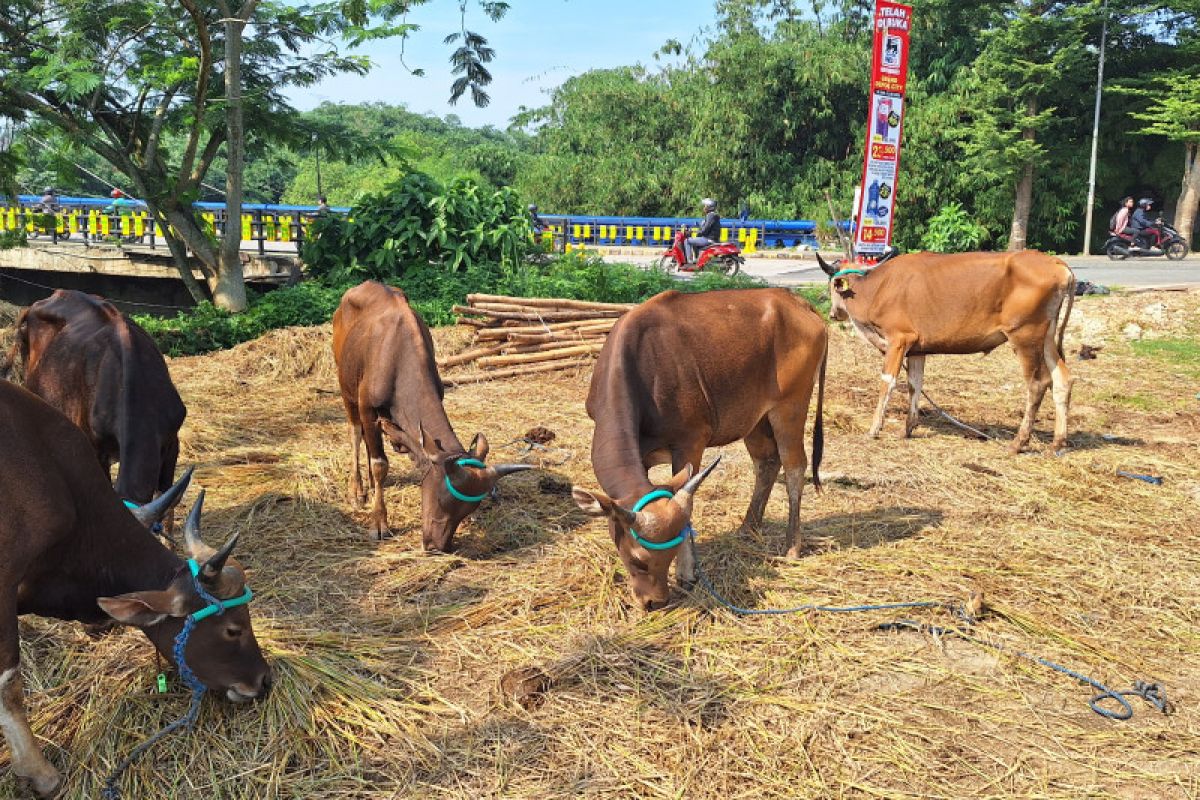 Penjual sapi asal Bima di Jabodetabek kecewa tak bisa pulangkan ternak sisa penjualan
