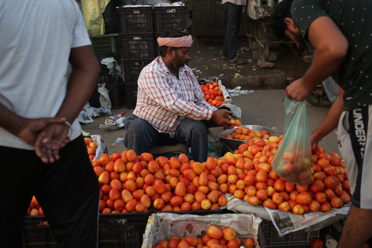 India minta saran masyarakat untuk redam lonjakan harga tomat