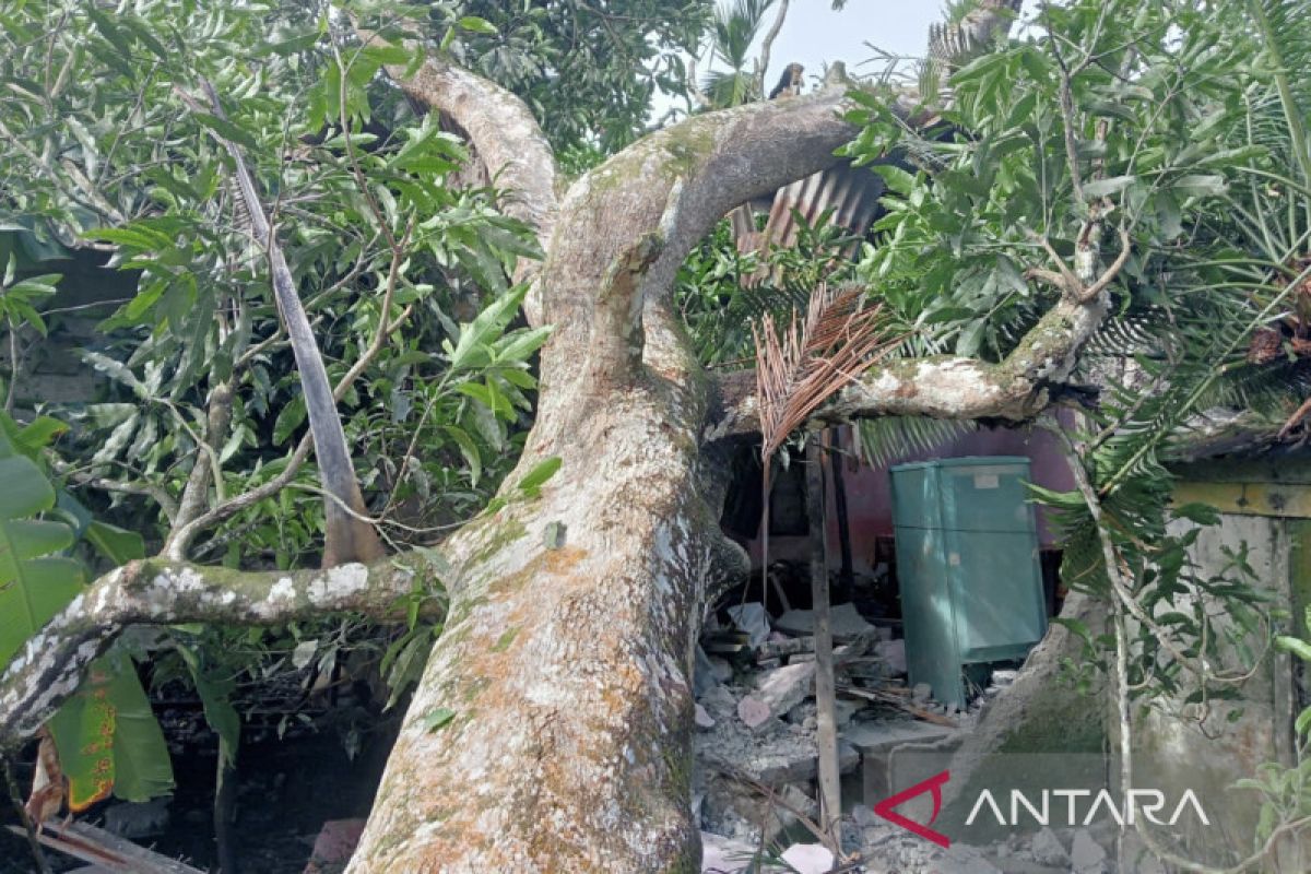 Sebuah rumah warga di Woyla Barat tertimpa pohon karena angin kencang