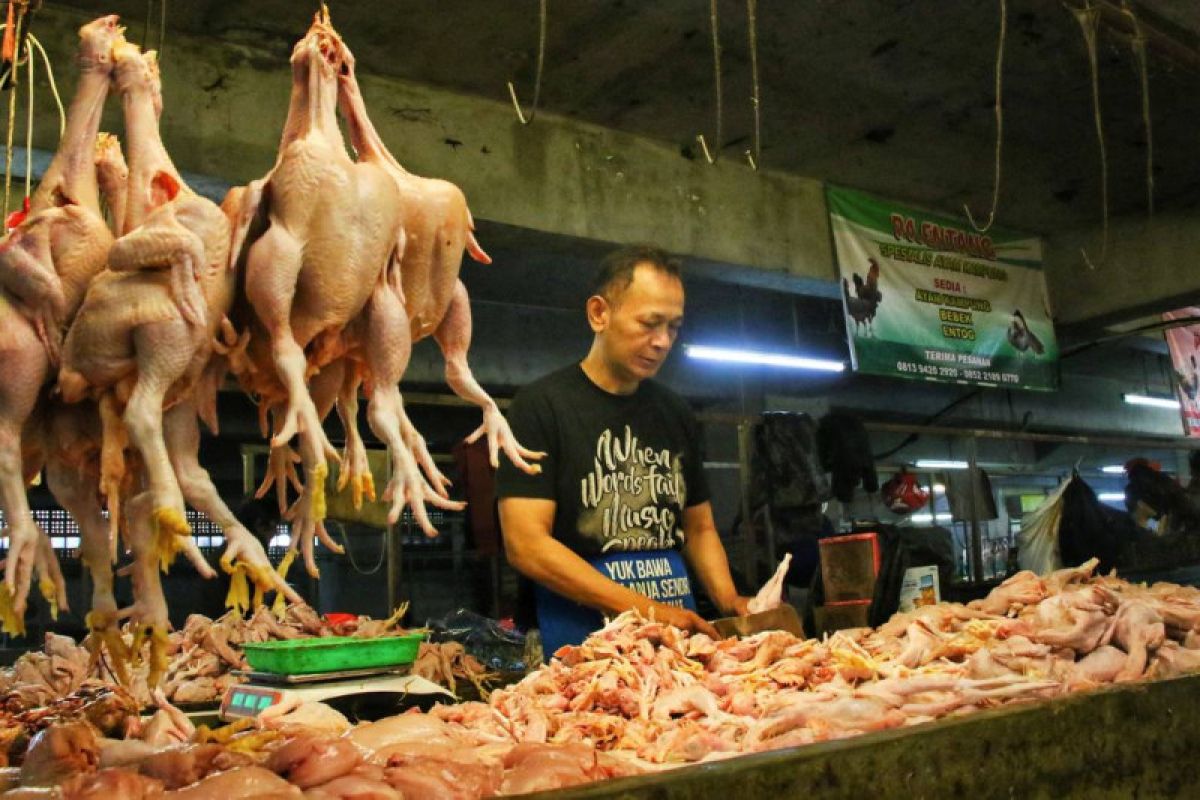 Soal pakan penyebab harga daging ayam belum turun di Bandung