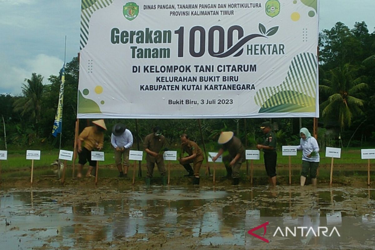 Gubernur Isran pimpin penanaman padi serentak di Tenggarong