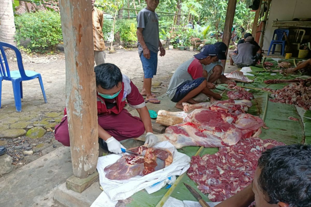 7.251 ekor hewan kurban disembelih di Kulon Progo