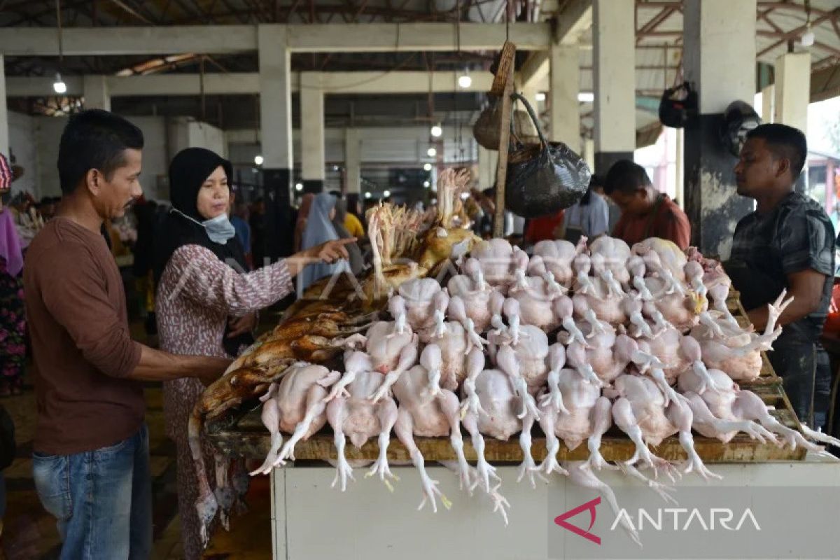BPS: Daging ayam ras penyumbang tertinggi inflasi di Aceh pada Juni