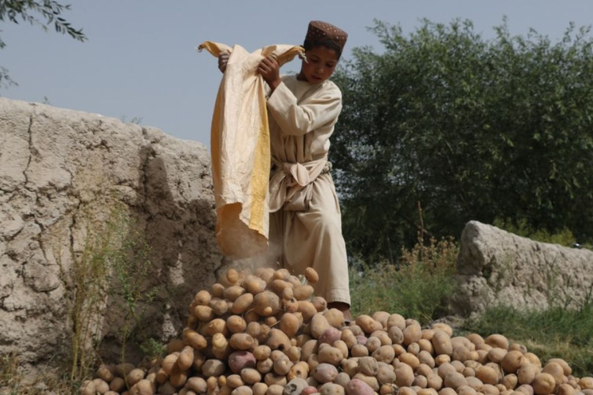 Album Asia: Budi daya kentang kian diminati di Afghanistan