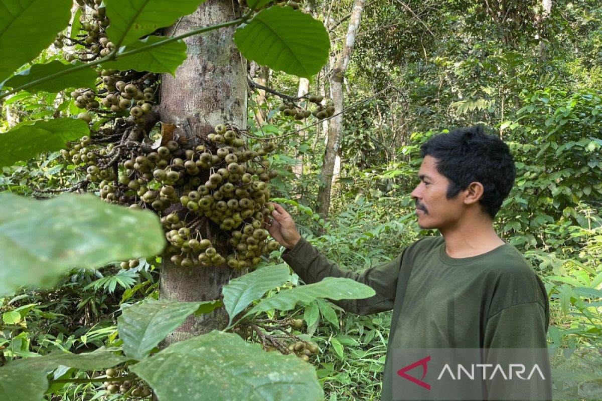 Pohon loa rumah nyaman bagi satwa di Taman Biodiversitas Lembah Bukit Manjai