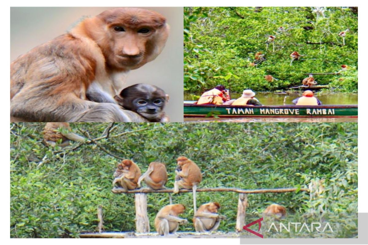 Curiak Island now with ecolodge to support proboscis monkey tourism