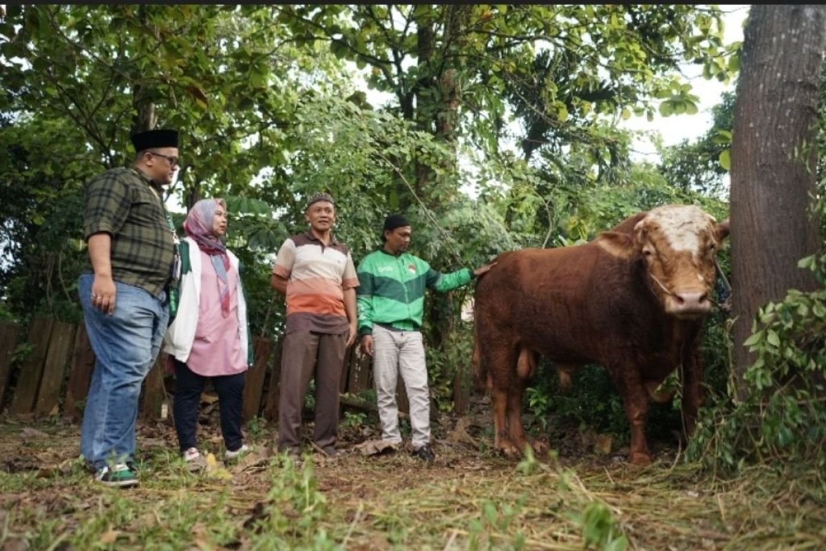 Rayakan Idul Adha 1444 H, Grab Indonesia sumbang sapi 1 ton dan ratusan kambing