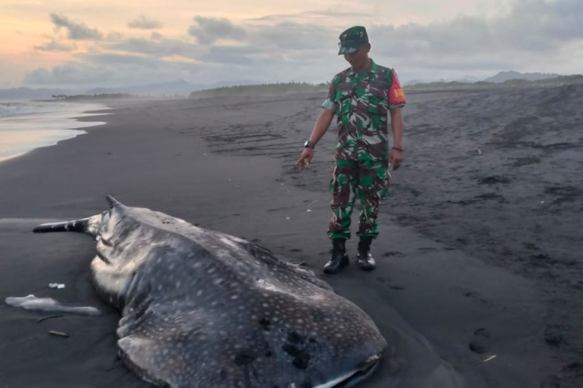 Hiu paus tutul ditemukan terdampar di pantai selatan Pasirian Lumajang