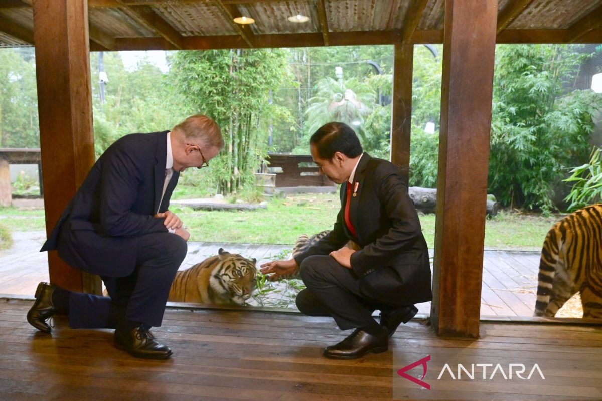 Jokowi-PM Albanese antusias lihat harimau sumatra meski cuaca gerimis