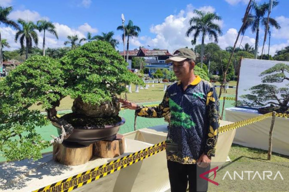 Pecinta bonsai se-Provinsi Babel ikut kontes tingkat nasional