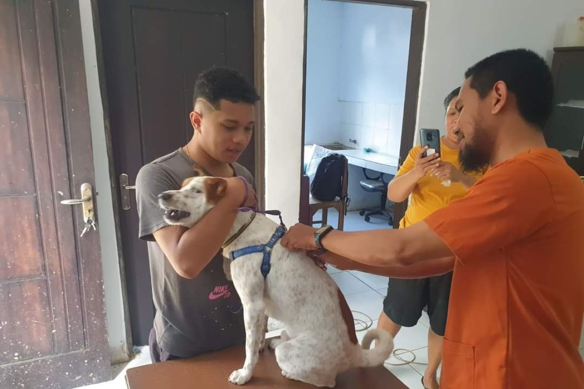 Lima warga Ambon meninggal digigit anjing  rabies