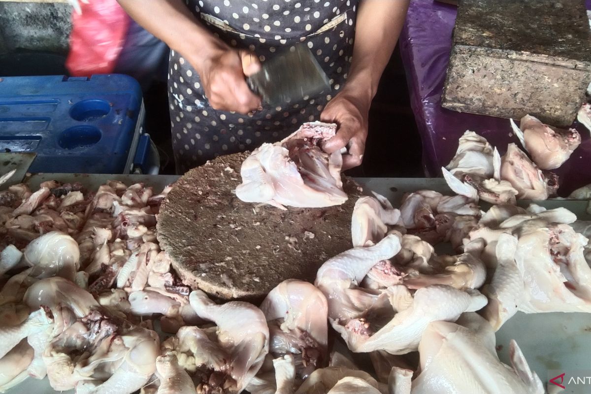 Disperindag Bali: harga daging ayam mulai turun usai Idul Adha