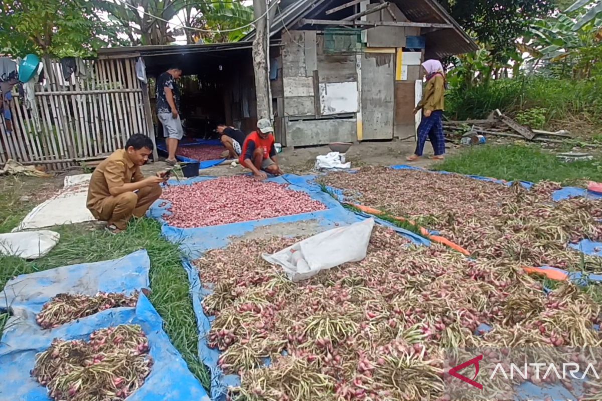 Pemuda di Cilegon raup untung jutaan rupiah dari budidaya bawang merah