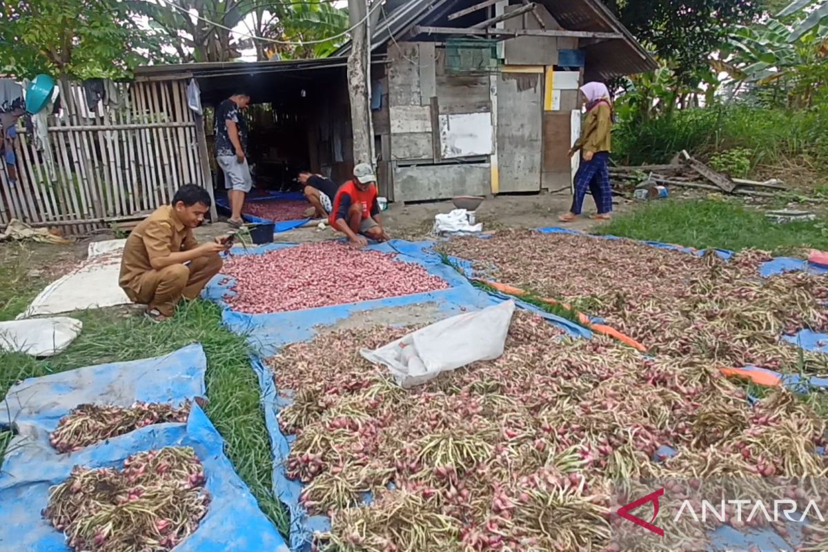 Pemuda Di Cilegon Raup Untung Jutaan Rupiah Dari Budidaya Bawang Merah