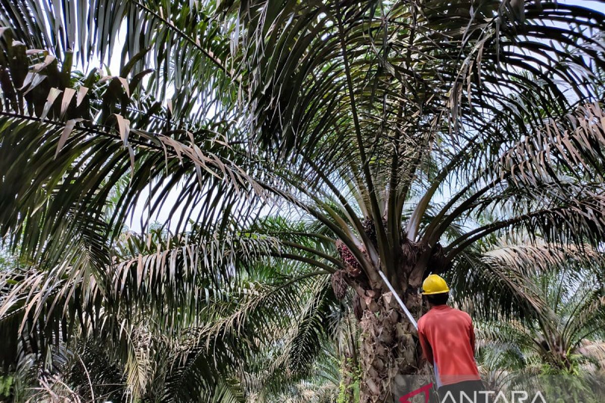 Petani plasma PTPN V sambut baik pembentukan PalmCo