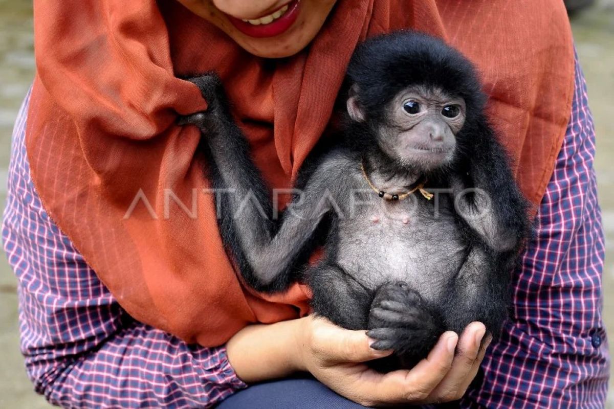 Perawatan bayi siamang di Jambi