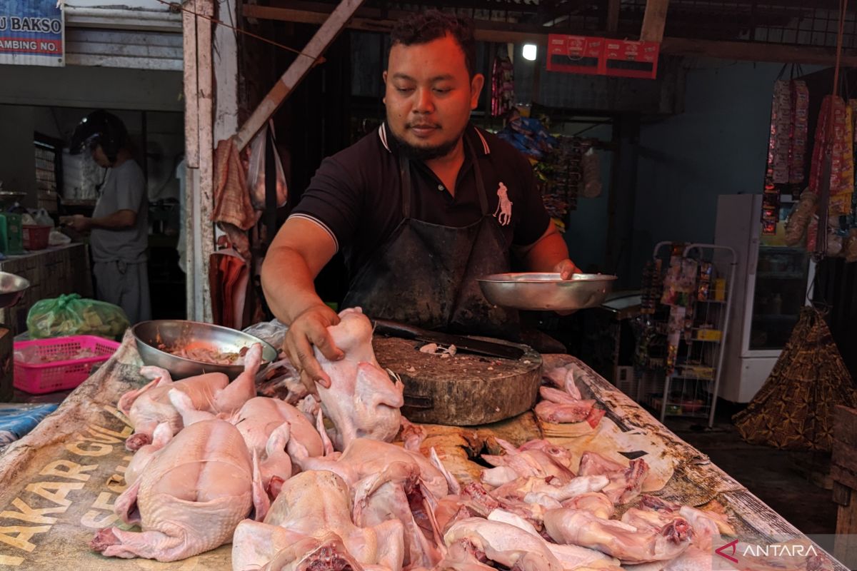 Omzet pedagang ayam di Medan  turun 40 persen
