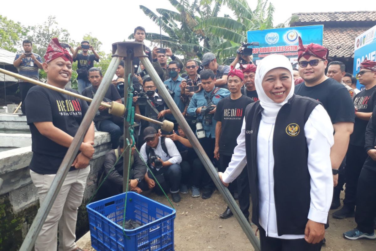 Khofifah ajak budi daya ikan lele